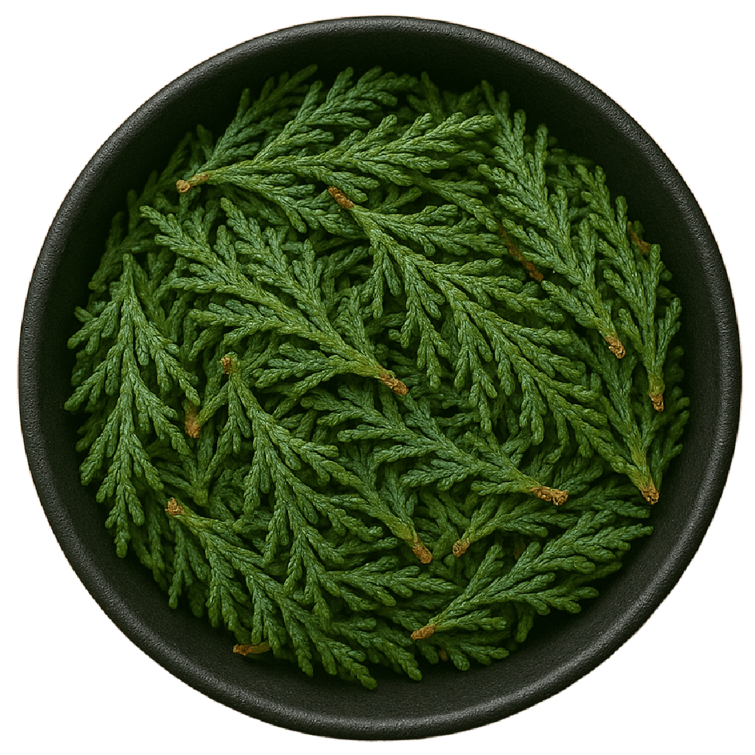 Cedar Leaves & Branchlets Whole (Cedrus Deodara)