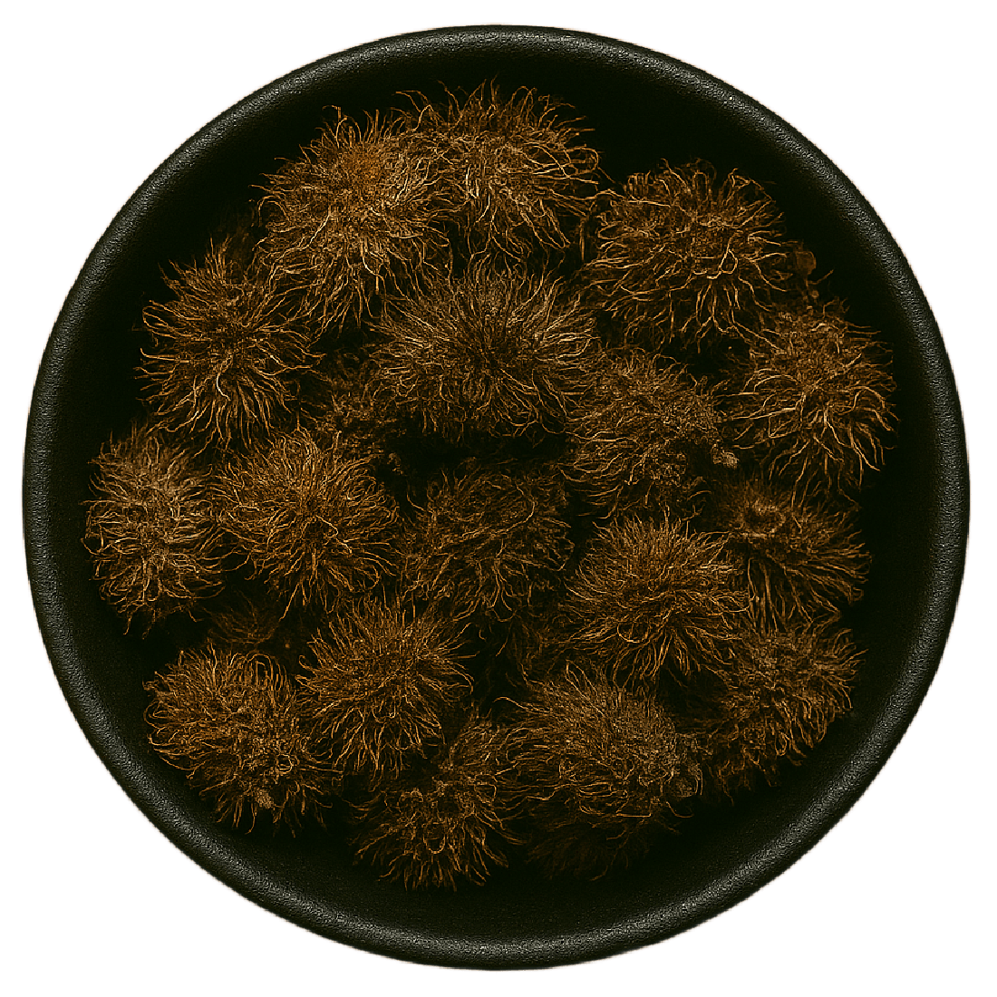 Chestnut Husk Whole (Castanea Mollissima)