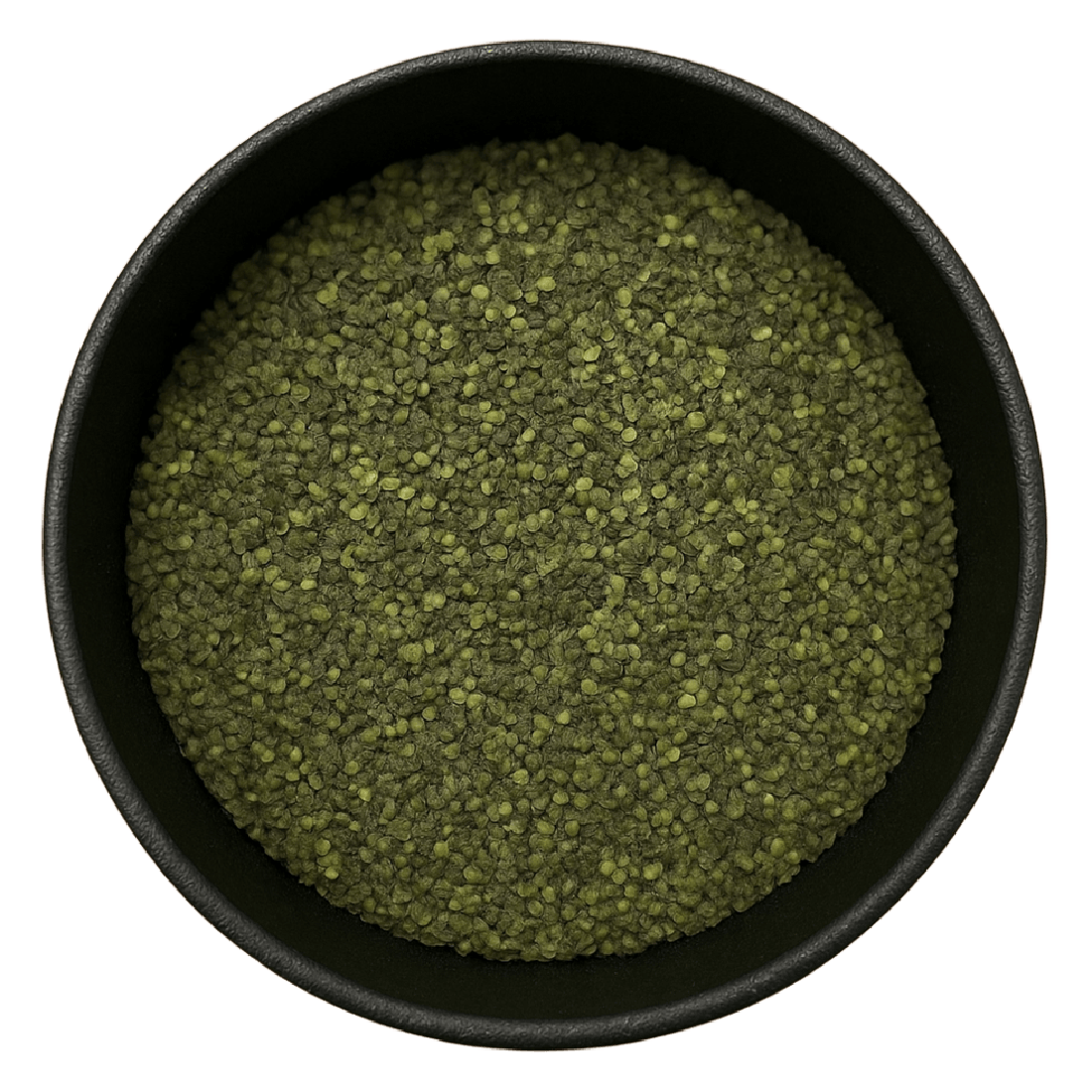 Common Duckweed (Spirodela Polyrhiza)