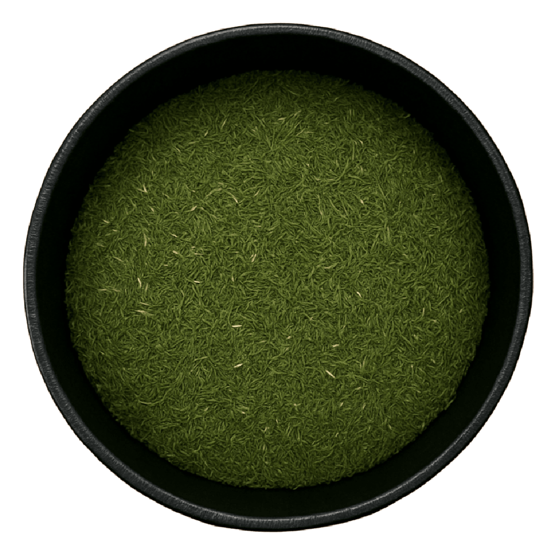 Dill Weed Cut (Egyptian) (Anethum Graveolens)