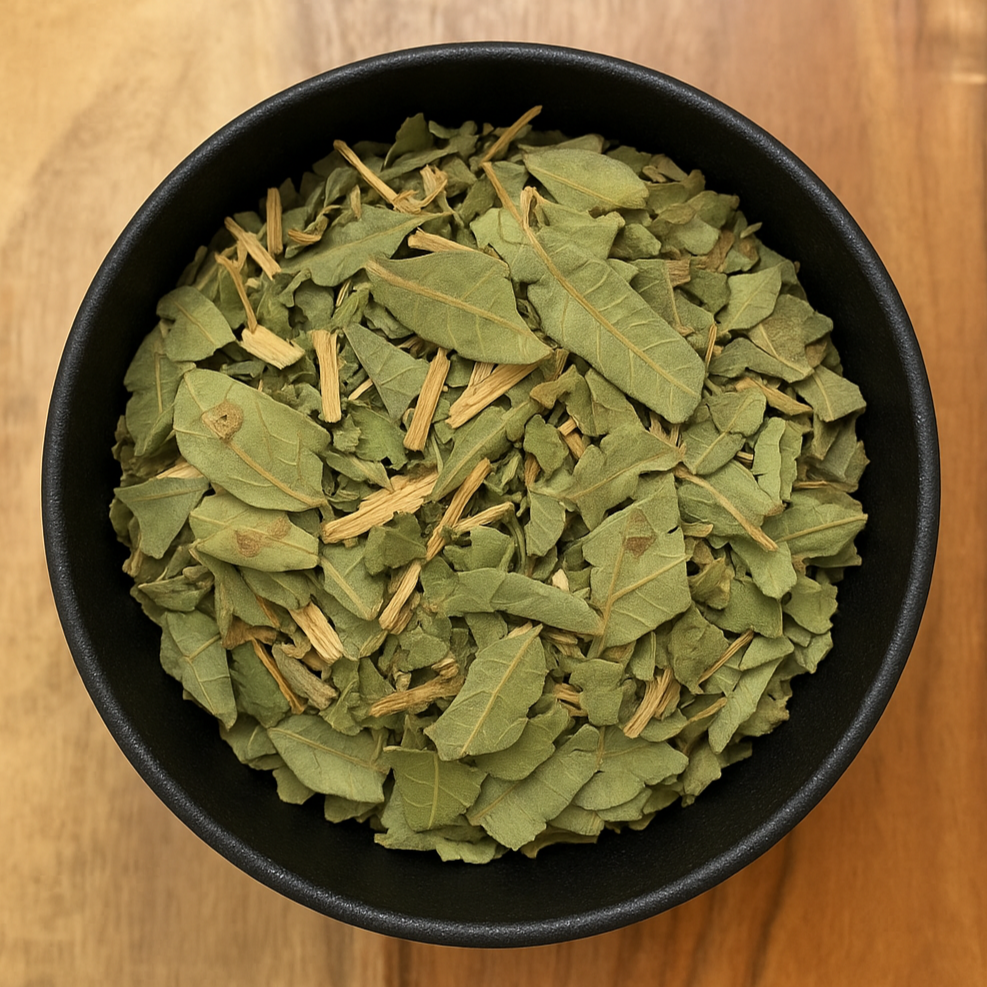 Loquat Leaf Cut (Eriobotrya Japonica)