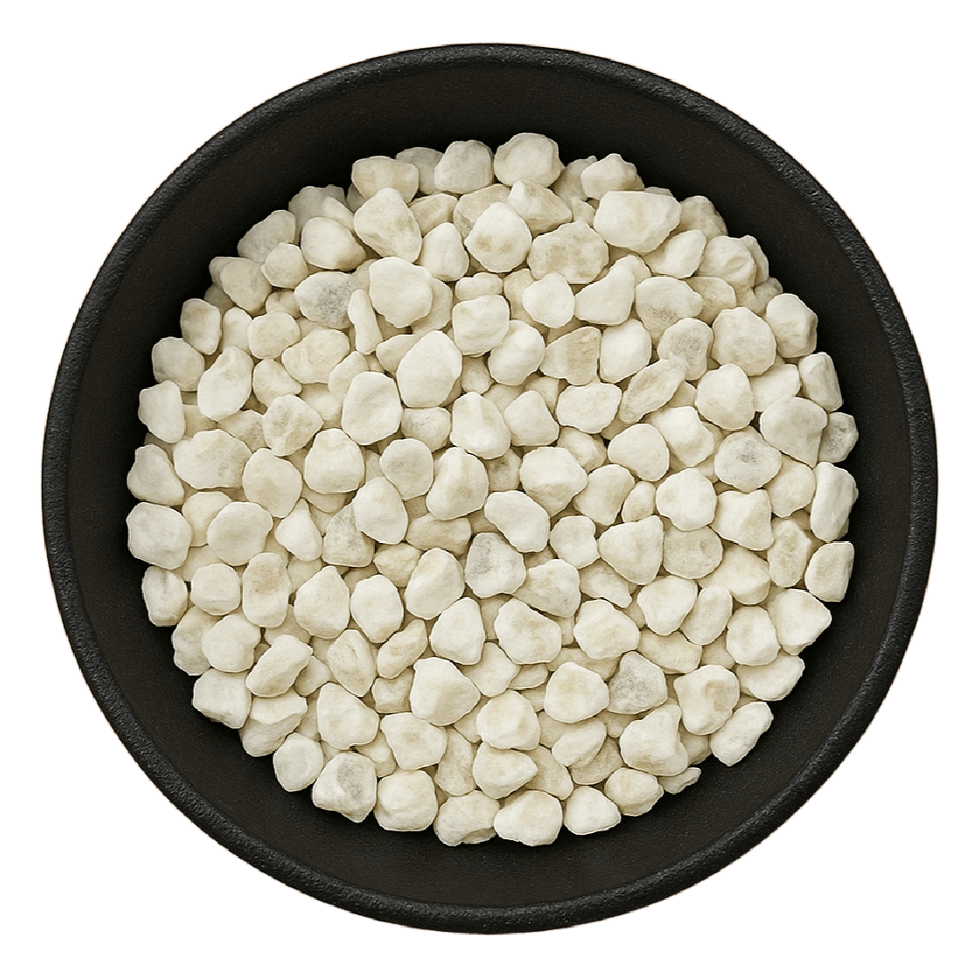 Oyster Shell Pieces (Ostrea Spp.)