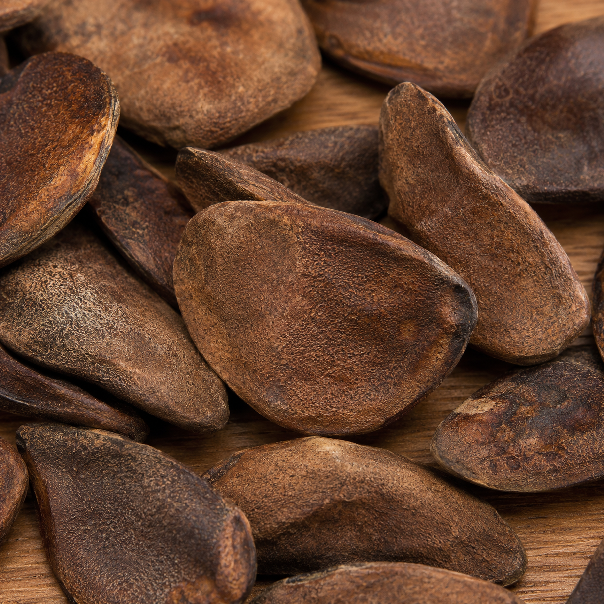 Pacific Coast Mahogany Seeds Whole (Swietenia Humilis)