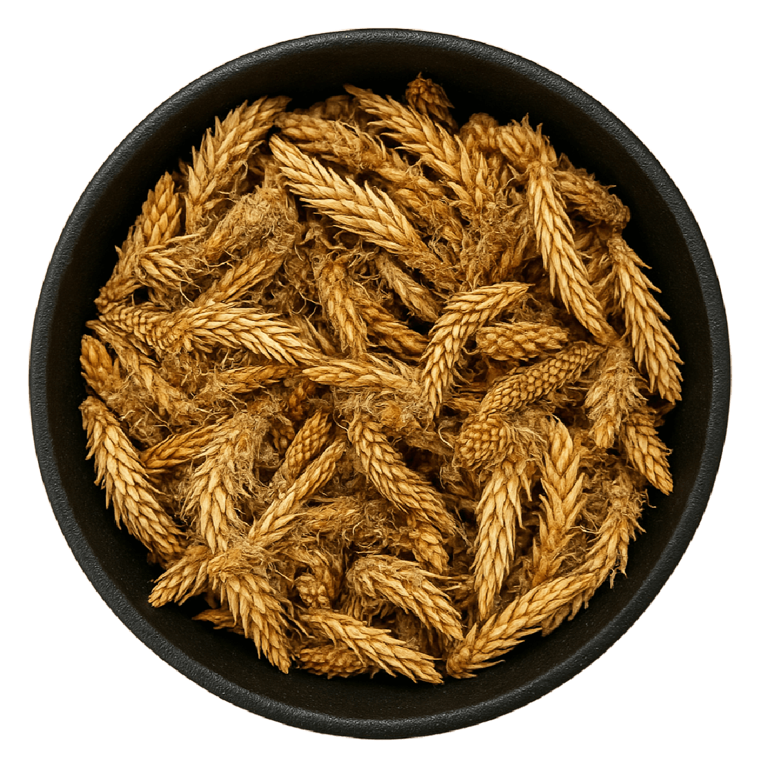 Pine Buds Whole (Pinus spp.)