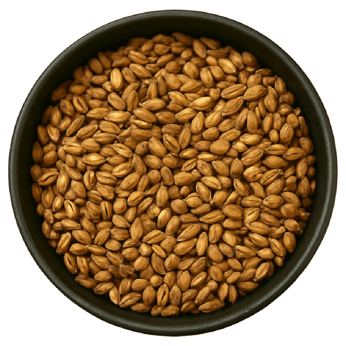 Prepared Rice Sprouts Whole (Oryza Sativa)