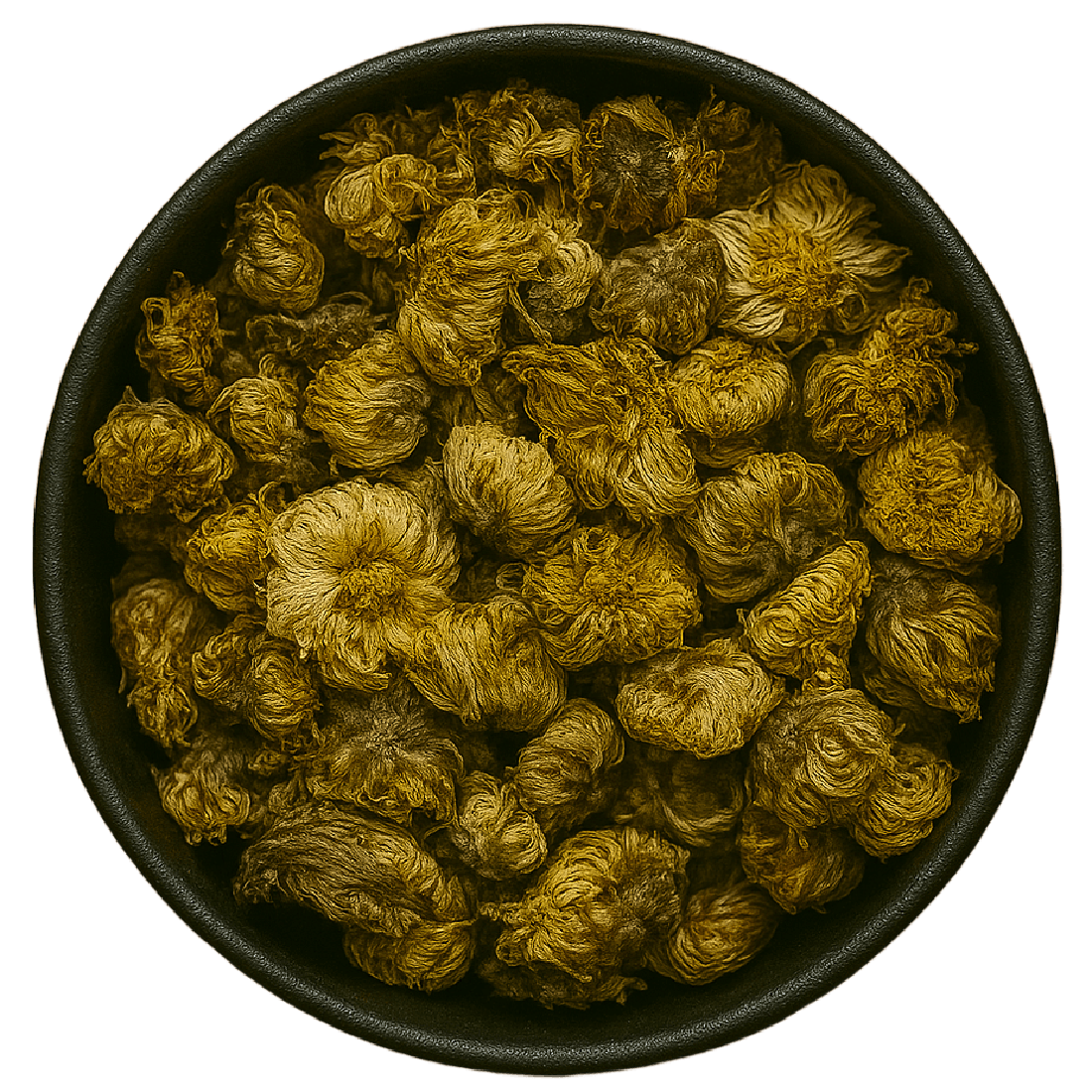 Resurrection Plant Whole (Selaginella Involvens)