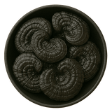  (Background Removed)