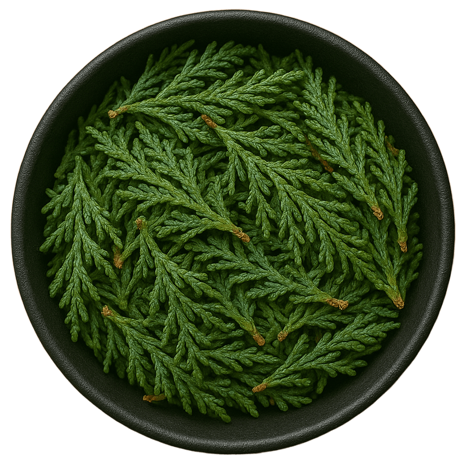  (Background Removed)