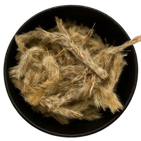 Cogongrass Flower Whole (Imperata Cylindrica)