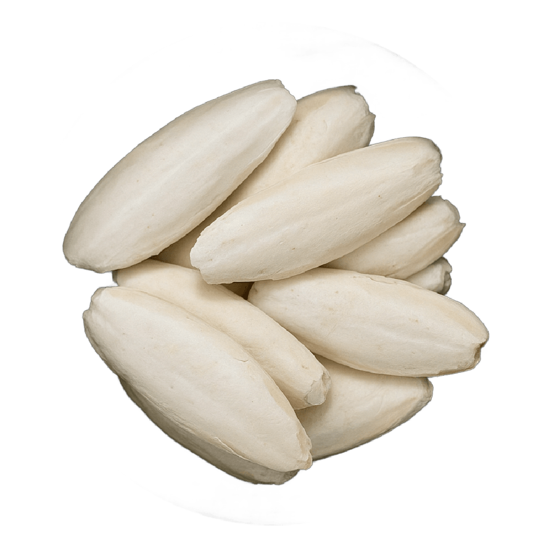Cuttlefish Bone Pieces (Sepia Esculenta)