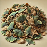 Ginkgo Leaves Whole (Ginkgo Biloba)