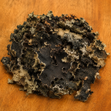 Lungwort Lichen Whole (Lobaria Pulmonaria)