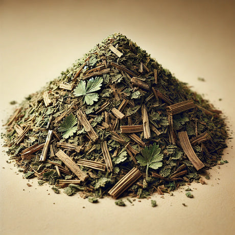 Oriental Arborvitae Leafy Twig Whole (Platycladus Orientalis)