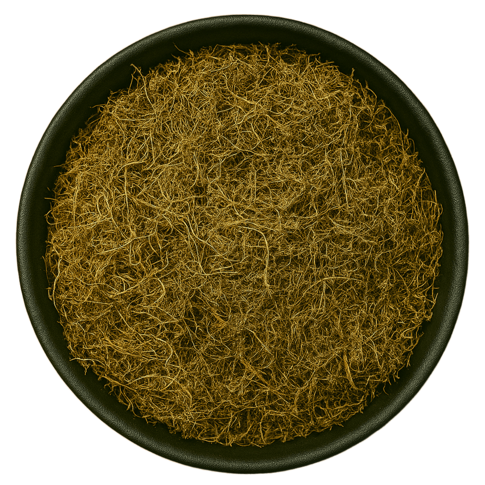  (Background Removed)