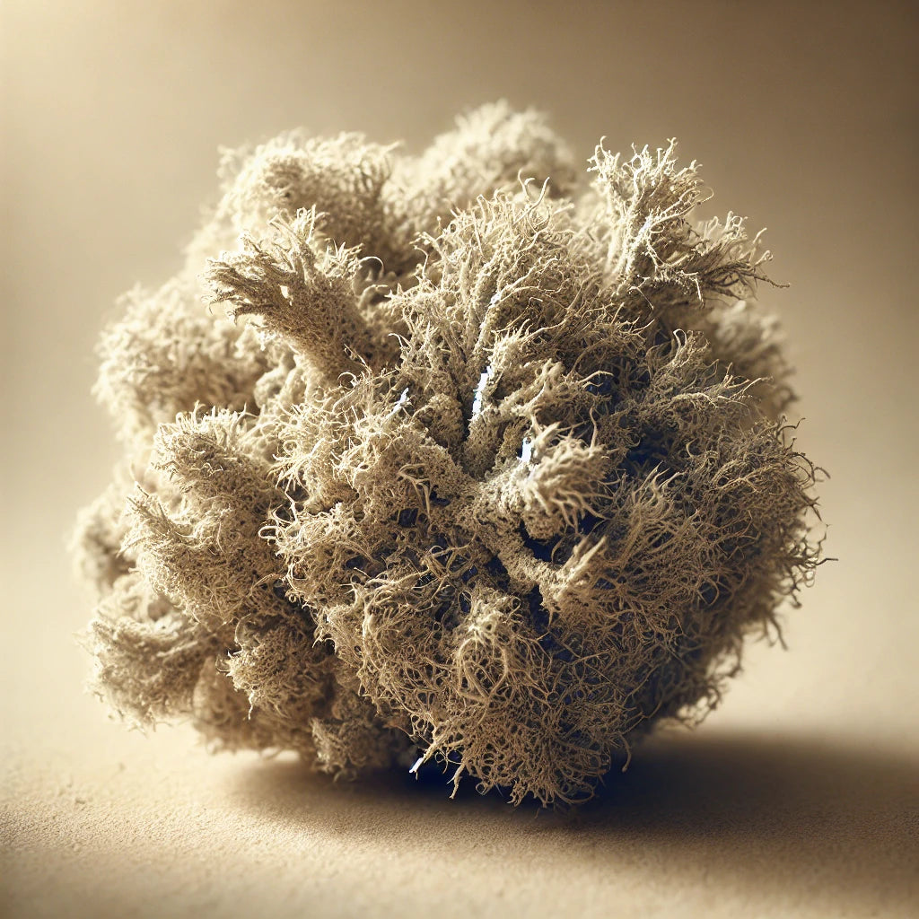 Usnea Lichen Whole (Usnea Barbata)