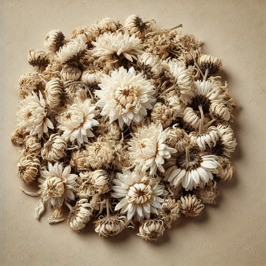 White Chrysanthemum Flowers Whole (Chrysanthemum Morifolium)