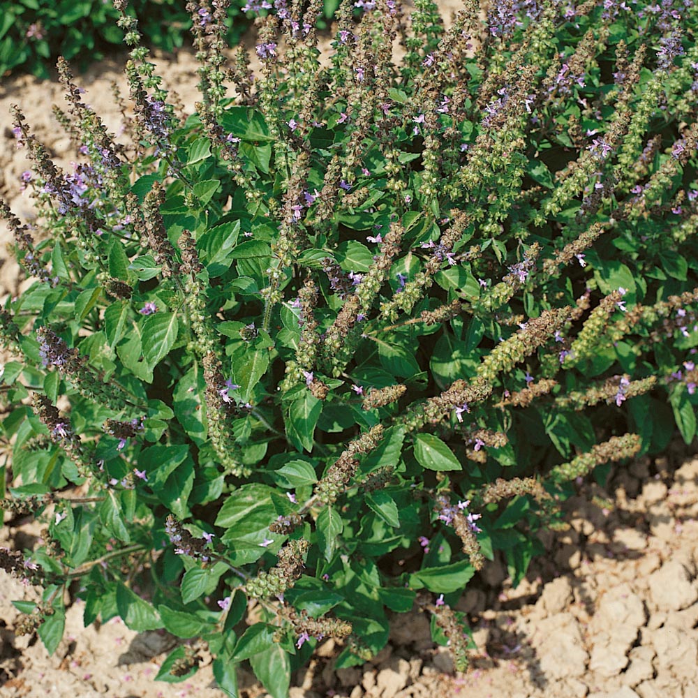 Basil Seeds Holy Ocimum Tenuiflorum LA Herb