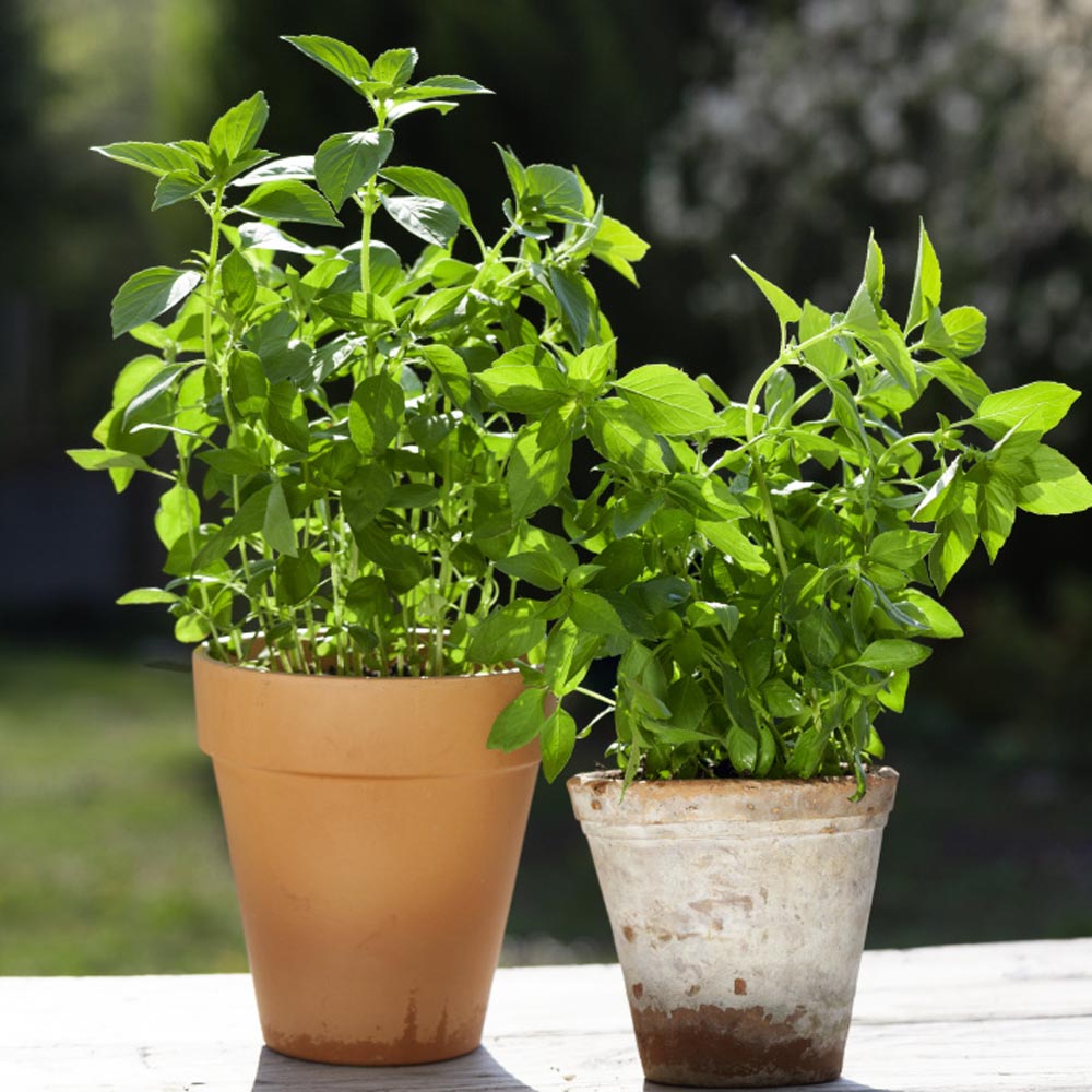 Basil Seeds Lemon Ocimum Basilicum Citriodorum LA Herb